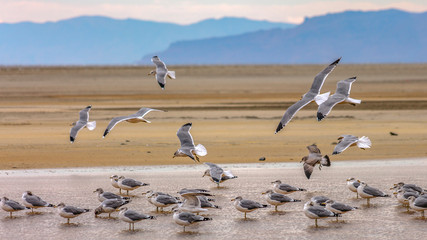 Birds in the Great Salt lake with mountain and sky