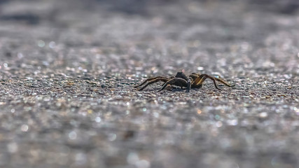 Black and hairy wolf spider on rough surface