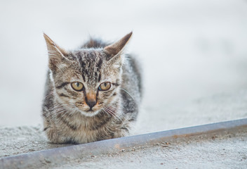 Close up cute little kitten sitting on floor, small depth of field