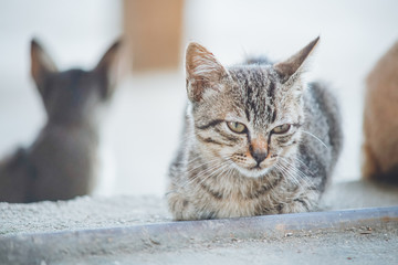 Close up cute little kitten sitting on floor, small depth of field