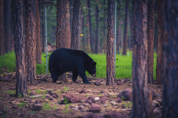 Obraz na płótnie Canvas Black bear in forest