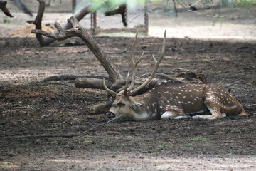 Lonely deer in the forest
