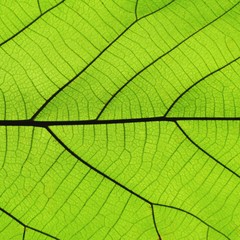 Fototapeta na wymiar Rich green leaf texture see through symmetry vein structure, 1:1, natural texture concept