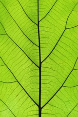 Fototapeta na wymiar Rich green leaf texture see through symmetry vein structure, natural texture concept