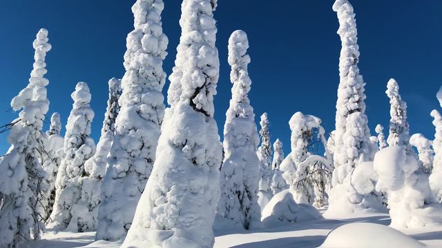 Cold winter with lot of snow and blue sky. Winter landscape in Finland Lapland, Valtavaara. 