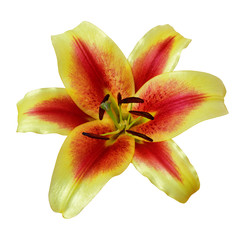 Fototapeta na wymiar flower yellow red lily isolated on white background. Close-up. Nature.