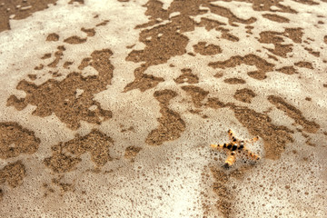 starfish on sea sandy beach. summer background.