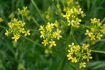 summer vegetation in the Park