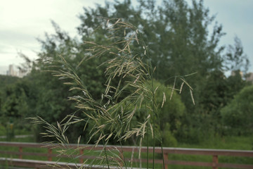 summer vegetation in the Park