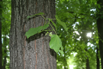 summer vegetation in the Park