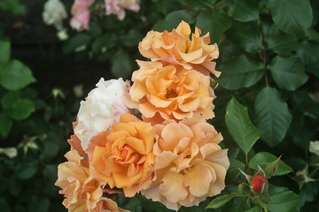 summer vegetation in the Park