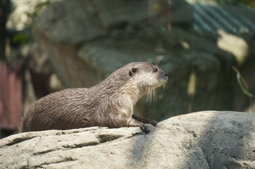 Asian small-clawed otter