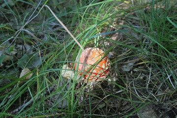 mushrooms in the summer forest