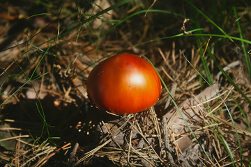 mushrooms in the summer forest