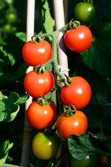 Alicante tomatoes ripening on the plant.