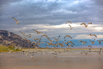 Flock of flying birds against a cloud covered sky