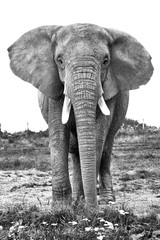 Fototapeta na wymiar Elephant, elefant