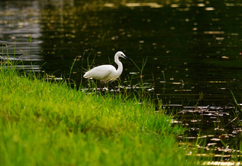Snowy great egret standing at riverside.