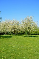 Obraz premium Pretty meadow with trees in blossom during the springtime.