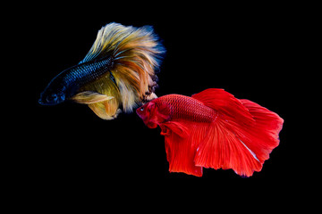 Betta fish fighter