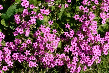 Pink shamrock plant in full bloom.