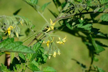 Losetto cherry tomato plant with yellow flowers