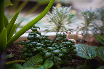 The garden | Natural background