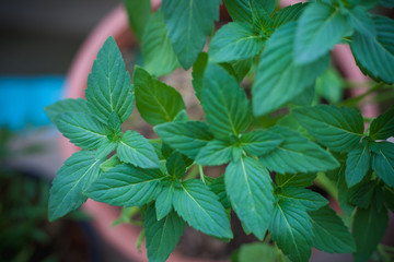 The garden | Natural background