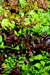 Fototapeta premium Young lettuce leaves food background.