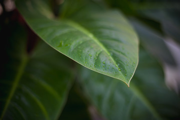 The garden | Natural background