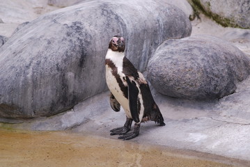 Pinguin