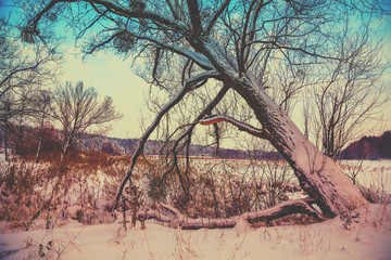 Old leaning tree on the lakeshore in winter