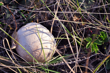 Champignons (Agaricus bisporus) mushroom, growing wild in green grass, top view