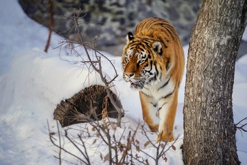 Tiger in white snow surface