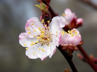 cherry blossom