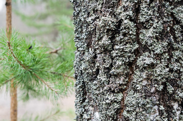 Obraz premium The trunk of an old moss-covered pine tree, a natural background
