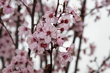 Flores del almendro