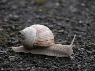 Schnecke