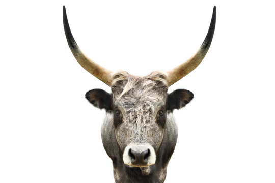 Portrait of a wild forest bull isolated on white background