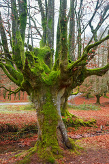 Otzarreta beech forest in Basque Country, Spain