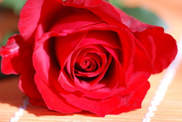 Rote Rose