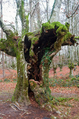 Otzarreta beech forest in Basque Country, Spain