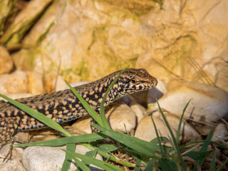 Lizard on the wall