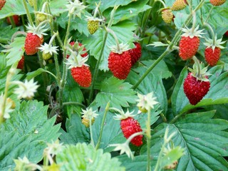 fresh strawberries in the garden