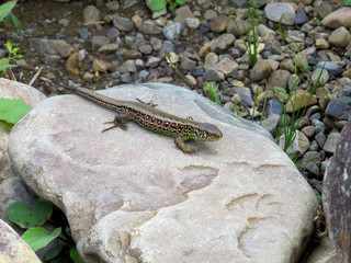 Lizard on the wall
