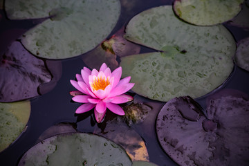 A beautiful pink waterlily or lotus flower