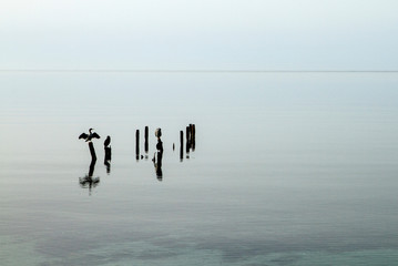 Three cormorants perched on poles that emerge from the flat water patiently wait to catch a fish