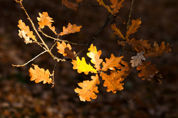 autumn, bright, beautiful, sky, leaves, red, green, yellow