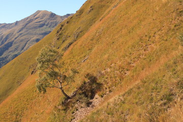 Alpine Vegetation (Valle Albano)