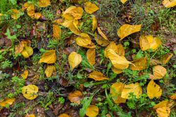 Background of colored wet autumnal leaves at morning